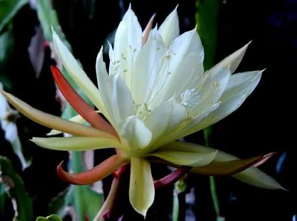 Epiphyllum fotók és fajok termesztése és otthoni gondozást