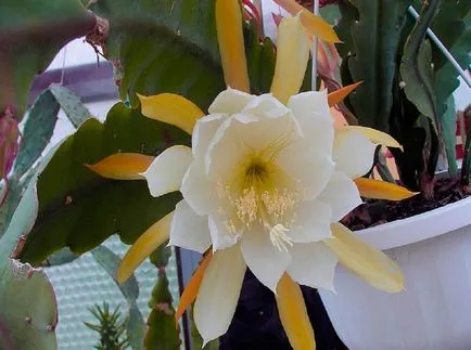 Epiphyllum fotók és fajok termesztése és otthoni gondozást