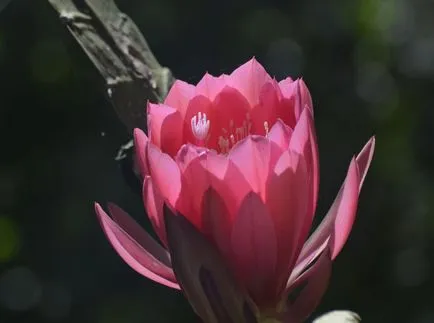 Epiphyllum снимки и видове, отглеждане и грижи в дома