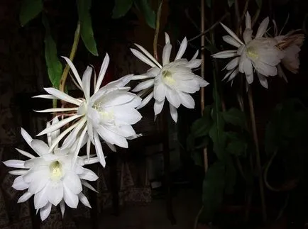 Epiphyllum fotók és fajok termesztése és otthoni gondozást