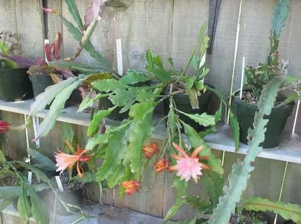 Epiphyllum fotók és fajok termesztése és otthoni gondozást