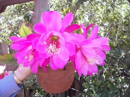 fotografii Epiphyllum și specii, cultivare și de îngrijire la domiciliu