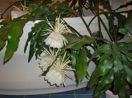 Epiphyllum снимки и видове, отглеждане и грижи в дома