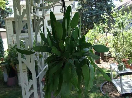 Epiphyllum fotók és fajok termesztése és otthoni gondozást