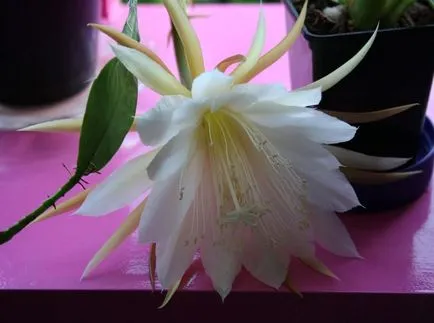 Epiphyllum fotók és fajok termesztése és otthoni gondozást