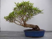 Ficus benjamina грижи и отглеждане - стайни растения и цветя