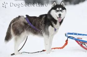 Husky szánhúzó kutyák és a sport velük