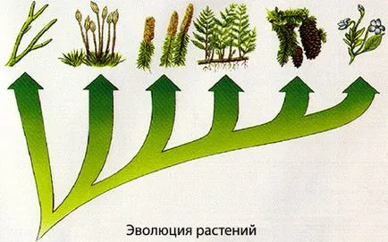 Evoluția plantelor - mai mare, regnul terestru, procesul