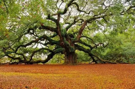 copaci fantastice ca dovadă că natura unui creator uimitor