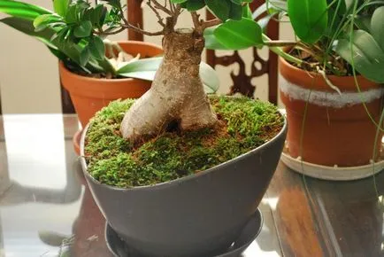 Ficus microcarpa - грижи у дома