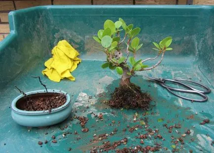 Ficus microcarpa - îngrijire la domiciliu