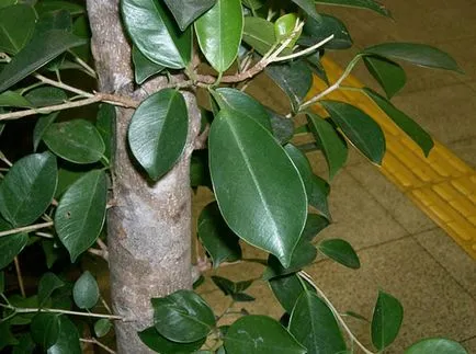 сортове Ficus грижи у дома