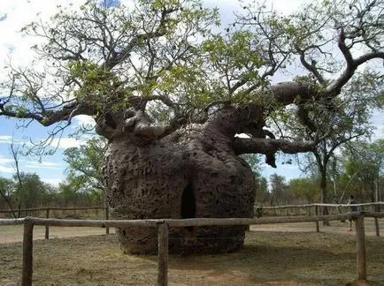 copaci fantastice ca dovadă că natura unui creator uimitor