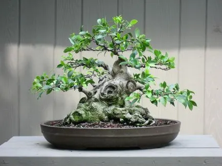 Ficus microcarpa - грижи у дома