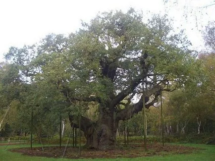 copaci fantastice ca dovadă că natura unui creator uimitor