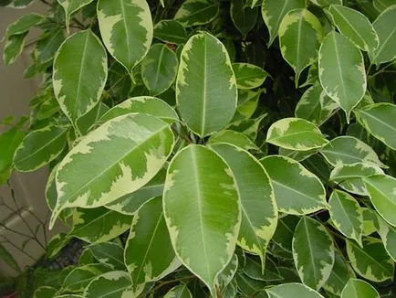 сортове Ficus грижи у дома