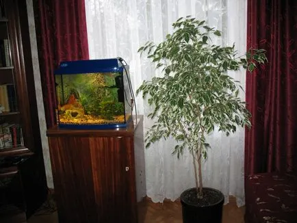 Ficus спадна листа