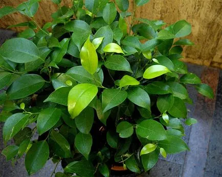 сортове Ficus грижи у дома