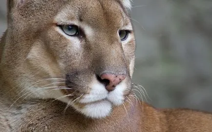 Fényképek állat - puma