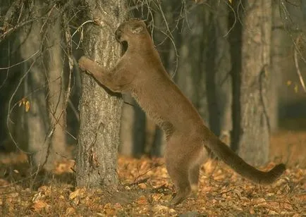 Fotografii animale - Cougar