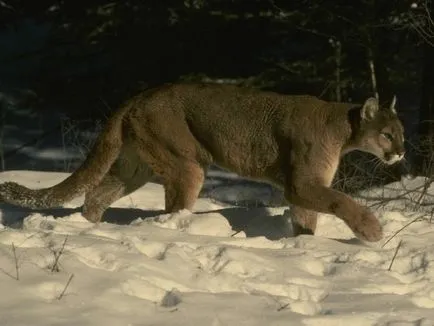 Fényképek állat - puma