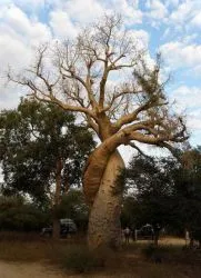 Amennyiben növekvő baobab