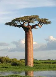 În cazul în care baobab în creștere