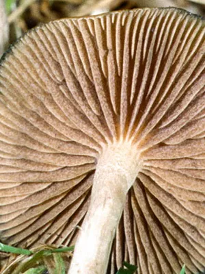 Къде и кога расте гъба Psilocybe semilanceata