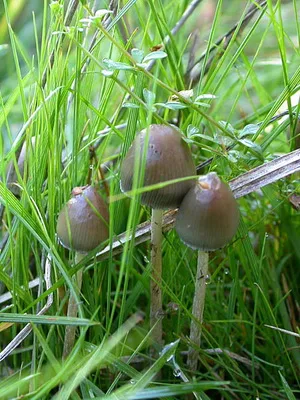 Къде и кога расте гъба Psilocybe semilanceata