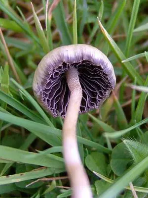 Къде и кога расте гъба Psilocybe semilanceata