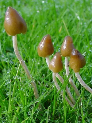 Unde și când crește ciuperci Psilocybe semilanceata