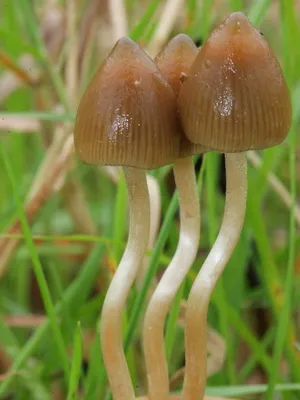 Unde și când crește ciuperci Psilocybe semilanceata