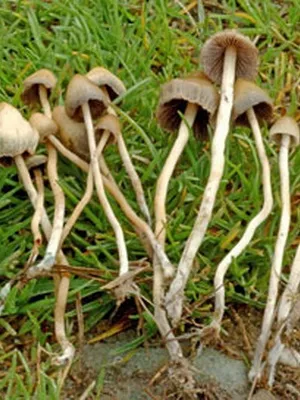 Къде и кога расте гъба Psilocybe semilanceata