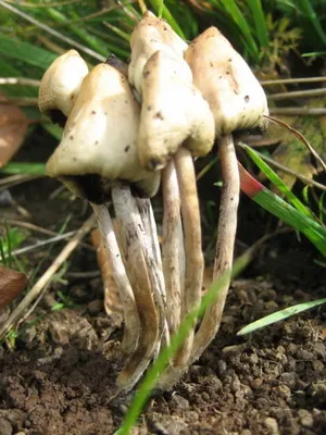 Unde și când crește ciuperci Psilocybe semilanceata