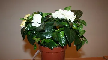 Gardenia jasminoides снимки и грижи в къщи