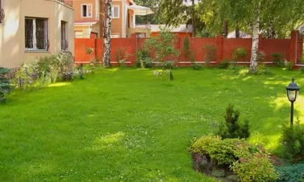 Lawn cel mai modest - trifoi, sălbatice sau netravyanoy