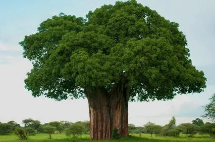 Ahol növekszik baobab, vagy miért elefántok eszik fa