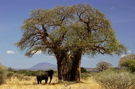 Когато тя расте баобаб, или защо слоновете ядат дърво