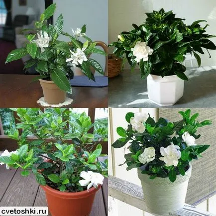 jasminoides Gardenia imagini și de îngrijire la domiciliu