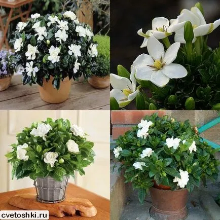 jasminoides Gardenia imagini și de îngrijire la domiciliu