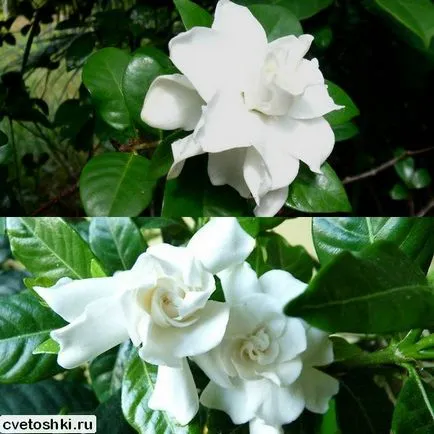 Gardenia jasminoides kép és ápolási otthon