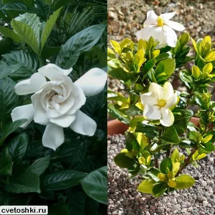 jasminoides Gardenia imagini și de îngrijire la domiciliu