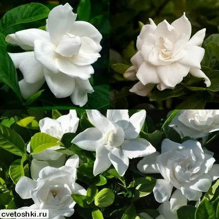 Gardenia jasminoides снимки и грижи в къщи