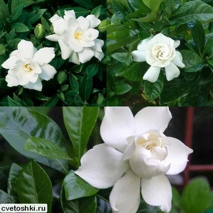 Gardenia jasminoides kép és ápolási otthon