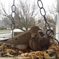 Doves készült fészket az erkélyen 1