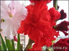 Gladioli от деца