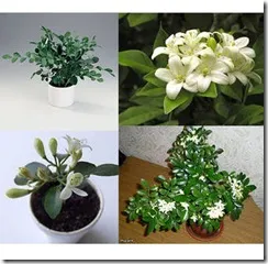 Jiaogulan или Jiaogulan (gynostemma pentaphyllum), лаврови