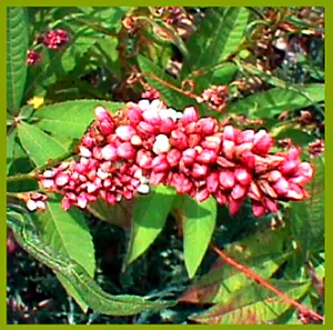 Persicaria maculosa persicaria или забелязан лек за хемороиди