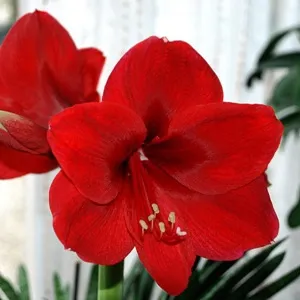 Hippeastrum - пресаждането растението след покупката и цъфтежа