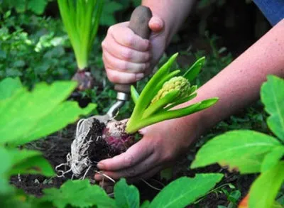 Jácint ültetés és gondozás a nyílt terepen, ha a növény, desztilláció, transzplantáció